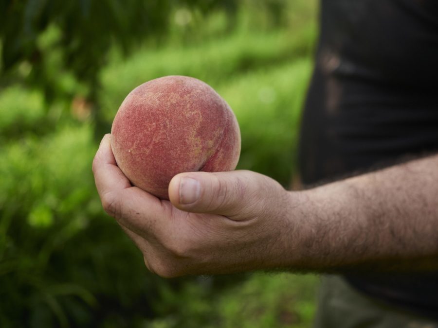 In Piemonte nasce un frutto ‘capolavoro’ – “Bello, ma fragile: è un frutto d’altri tempi”. Da oggi è un nuovo presidio Slow Food