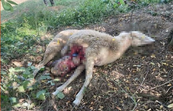 Nel Torinese è mistero sulle numerose pecore sbranate – E cresce la paura per gli abitanti e gli allevatori locali. Il caso