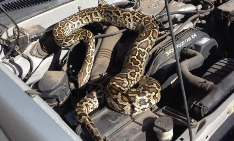 Paura a Torino – Trova un serpente nella sua auto, esce spaventata e chiede aiuto alla polizia