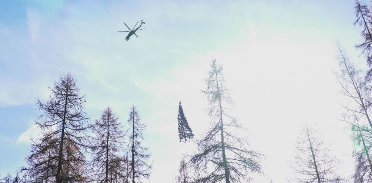Dal Piemonte parte l’albero di Natale che illuminerà San Pietro – Il regalo del territorio a Papa Francesco