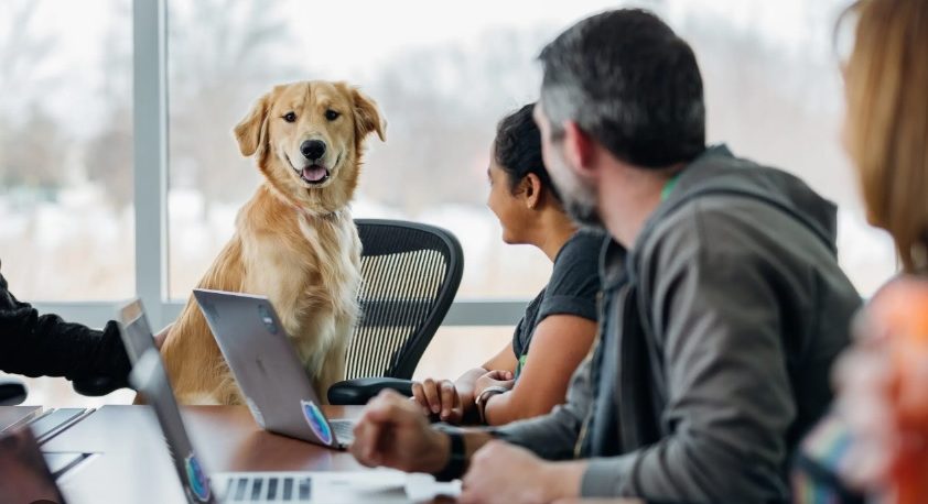 Torino – Cani, gatti e bimbi in ufficio: paga la Regione. In Piemonte la rivoluzione culturale del “benessere dei lavoratori”. Il progetto