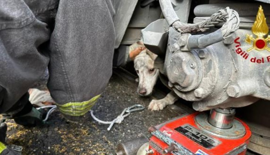 Torino – Cane finisce sotto un tram in corso Regina. Salvato dai vigili del fuoco