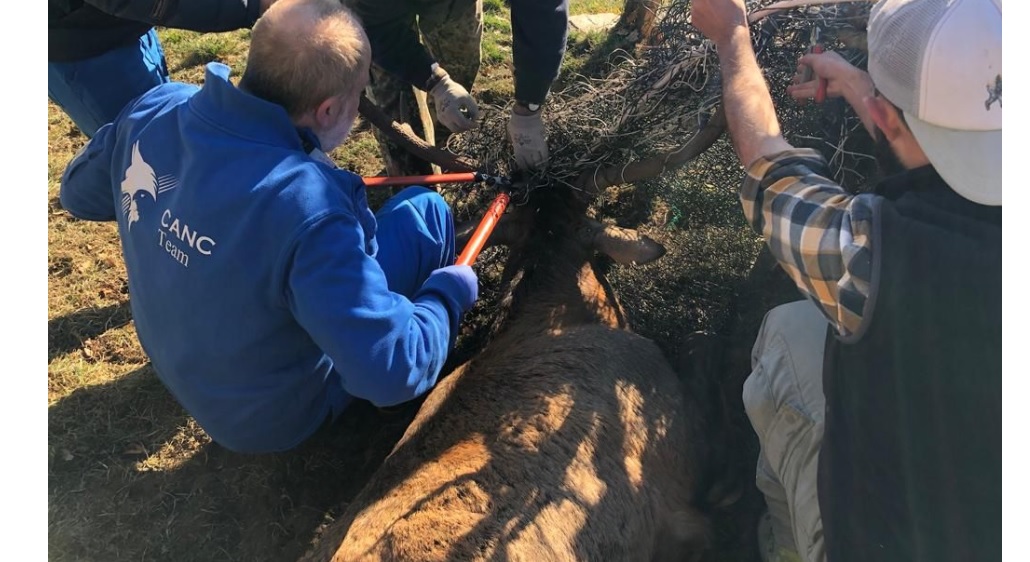 Salvataggio nel Torinese – Cervo terrorizzato resta incastrato in una rete metallica: soccorso e salvato