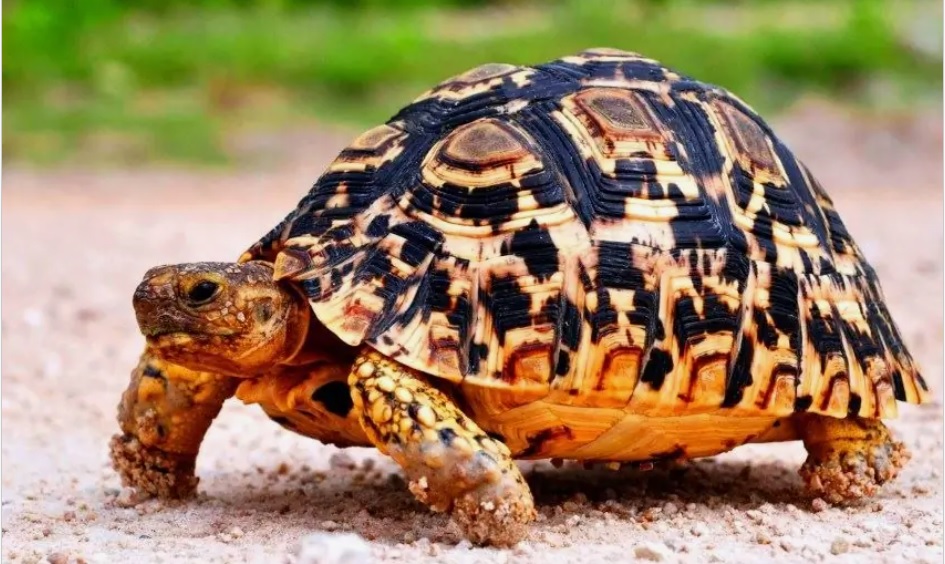 Torino – Trovata in un parco una rarissima tartaruga africana: “Portata illegalmente in Italia e abbandonata”