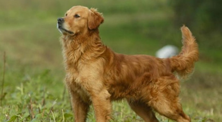 Perché i cani scodinzolano? L’Università di Torino lo ha scoperto. Ecco i motivi