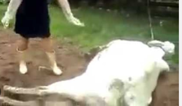 Torino – Cavallo muore per paura dei botti di Capodanno. L’addio struggente dei proprietari “Ci hai accompagnato per 22 anni”