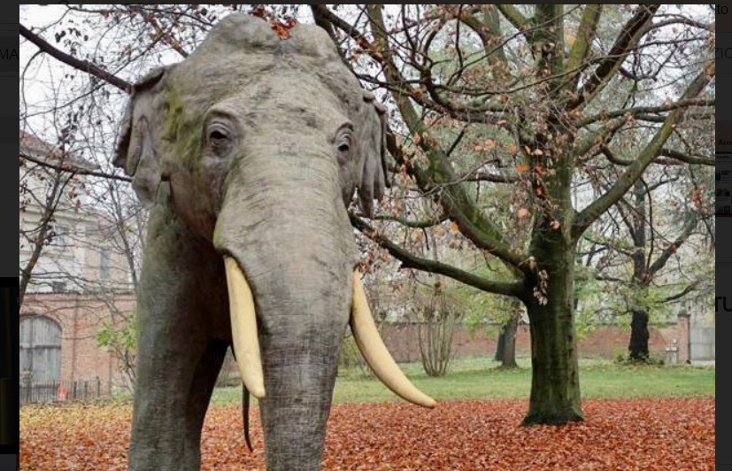 A Torino un eccezionale evento – L’elefante Fritz annuncia (finalmente) la riapertura del Museo di Scienze Naturali