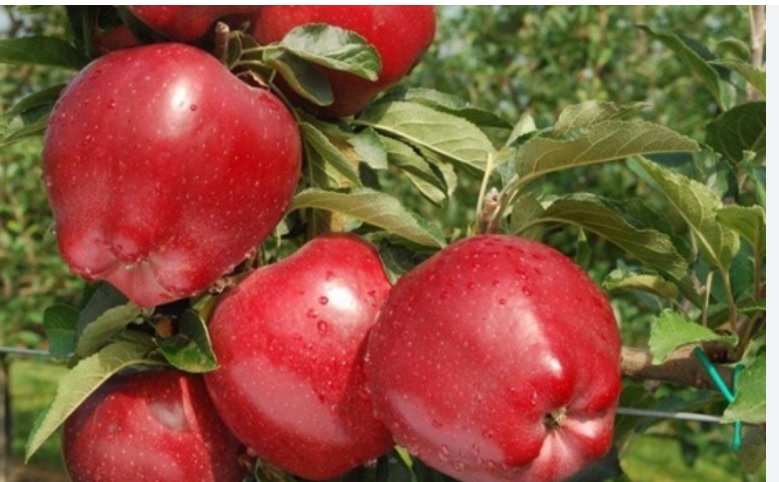 Nel Torinese nasce un frutto “capolavoro” – Ecco il progetto per valorizzarlo (e portarlo ai Torinesi)