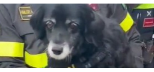 Piemonte – Il salvataggio: cane cieco precipita in un dirupo. Salvato dai Vigili del fuoco e riportato a casa