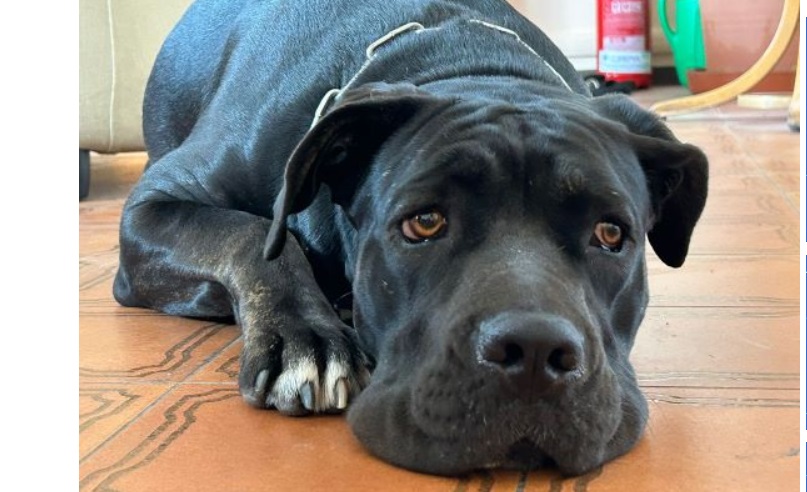 Torino – Non rispetti il tuo cane? Arriva il Daspo cinofilo. Ecco cosa succede a chi maltratta gli animali