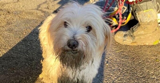 Torino – Minacciano di uccidere il cagnolino di una donna e le rubano la borsa: rapina in strada