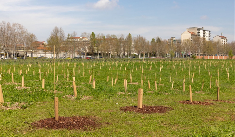 A Torino un nuovo bosco urbano contro lo smog: mille nuove piante al Parco Piemonte. Il progetto