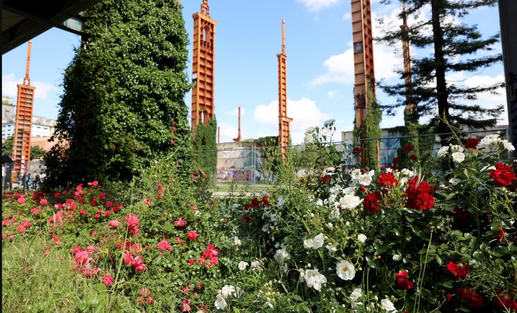 Torino – Restyling di una parte di Parco Dora, rinasce il “Roseto”. L’intervento