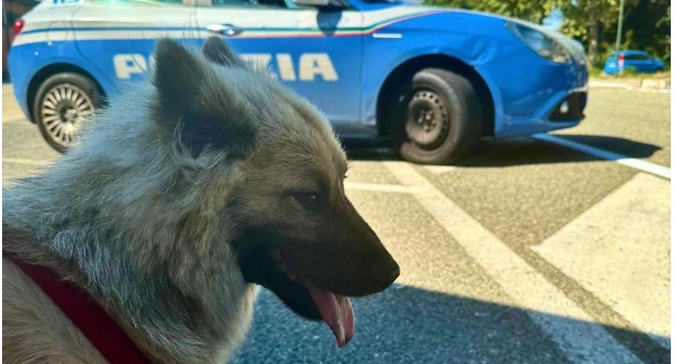Torino – Ruba camper con un cane dentro, poi lo abbandona al sole. L’animale salvato dalla Polizia