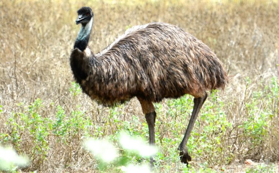 Torino – Emù in fuga: il gigantesco volatile avvistato nei boschi e in strade di campagna. L’appello della proprietaria