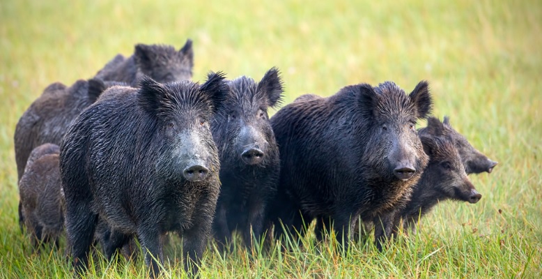 Torino – Emergenza cinghiali a Mirafiori: “Lo Russo batta un colpo e intervenga!”