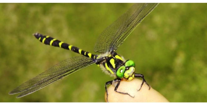 Torino – Invasione di libellule nel Torinese: cosa sta succedendo?