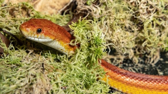 Torino – Trovato serpente in strada, in corso Grosseto: l’allarme dei passanti