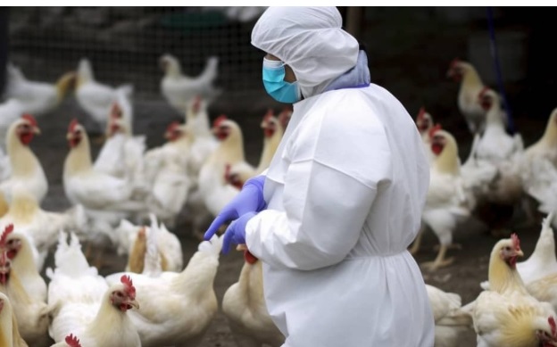 Aviaria, è allarme nel Nord Italia – Aumentano i focolai, Aziende agricole sequestrate, migliaia di abbattimenti. Cosa sta succedendo