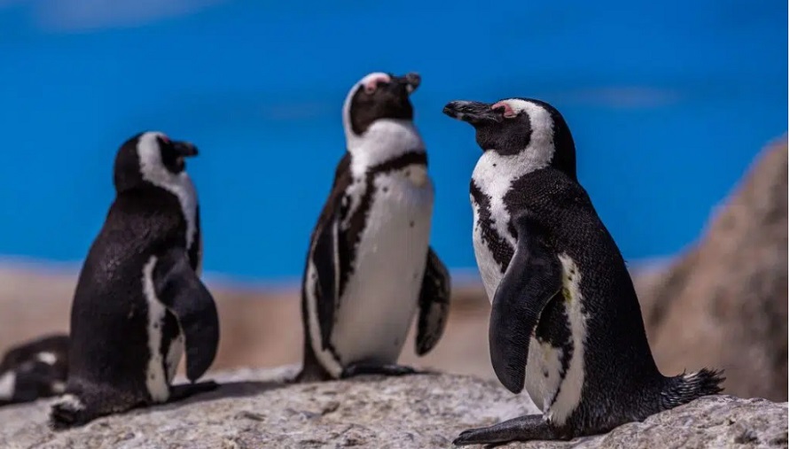 Torino – A ‘Zoom’ nascono nuovi Pinguini africani: adesso è la colonia più popolosa d’Italia