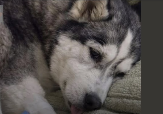 Torna a casa e trova il cane avvelenato – La scoperta choc: è colpa dell’olio essenziale del diffusore
