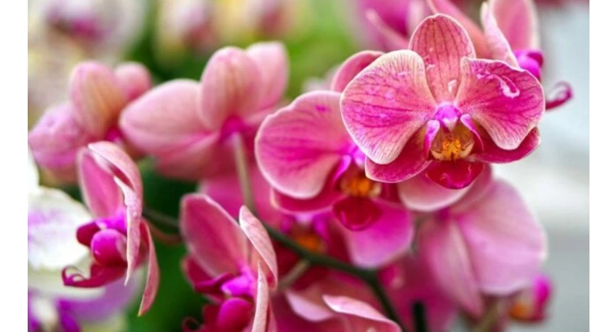 Alle porte di Torino un grande evento per gli appassionati di fiori e piante – Al via il ‘Festival delle Orchidee’, con esemplari rari e bellissimi INFO