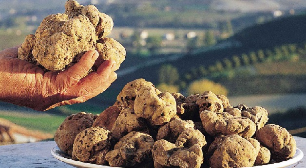 Torino – “Tartufo d’Alba? Il 70% dei tartufi delle Fiere arriva dall’estero” . L’inchiesta