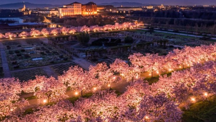 Torino – Torna il ‘Venaria express’: più corse e pullman (fino a tardi) per ammirare i ciliegi in fiore alla Reggia