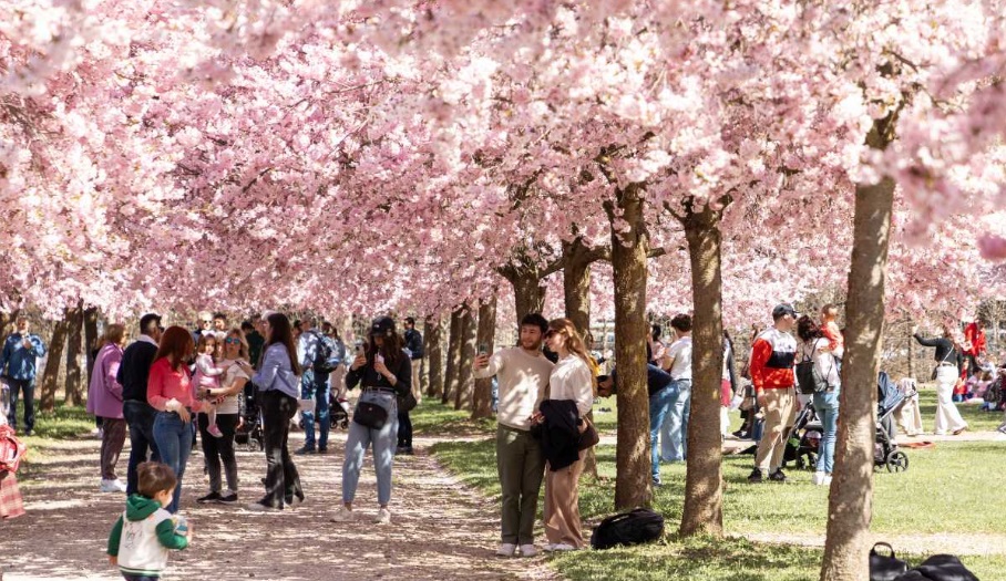 A Venaria torna la magia dei Ciliegi in Fiore: prenotazioni aperte per uno spettacolo della natura INFO