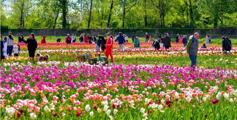 Nel Torinese il più grande U-Pick up Garden d’Italia, con 350mila fiori –  Il campo da record apre ai visitatori