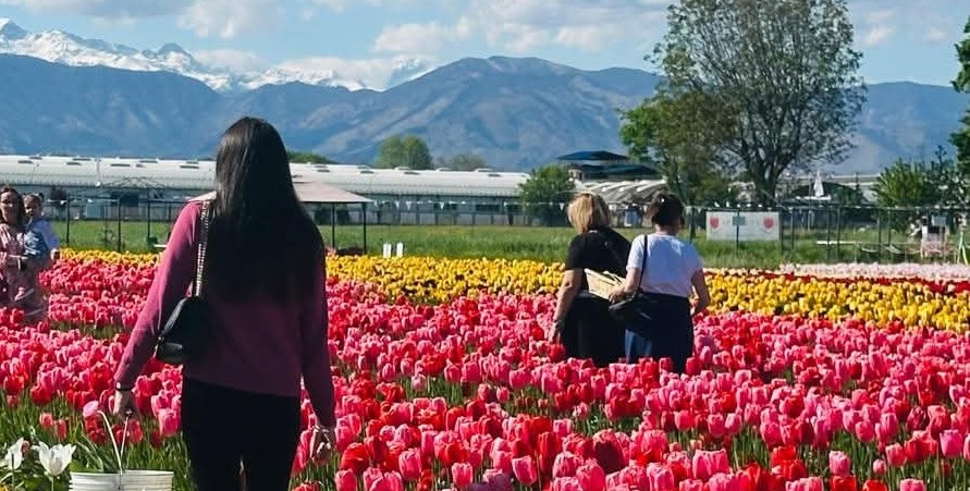 Torino – Riapre il più grande Park di tulipani del Piemonte: un’esplosione di colori. INFO