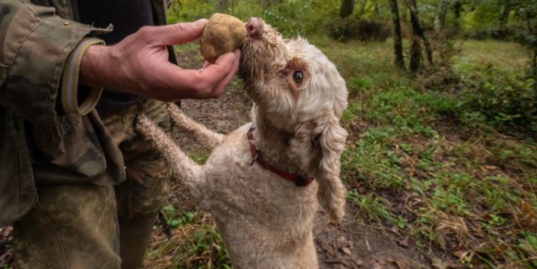 Torino – Salone del Gusto: oggi arrivano i cani da tartufo. La giornata si apre con il “Lavoro buono” di Fondazione Industriali
